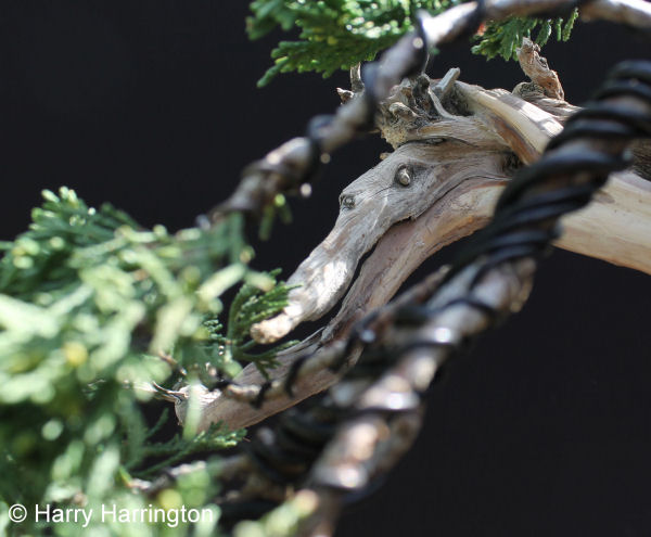 juniper bonsai